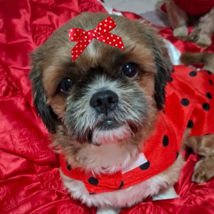 Cachorro ra a Shitzu idade 2 a 6 meses nome Lili 