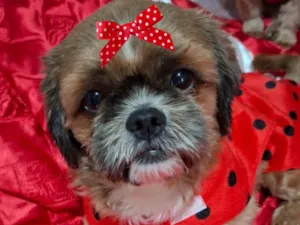 Cachorro raça Shitzu idade 2 a 6 meses nome Lili 