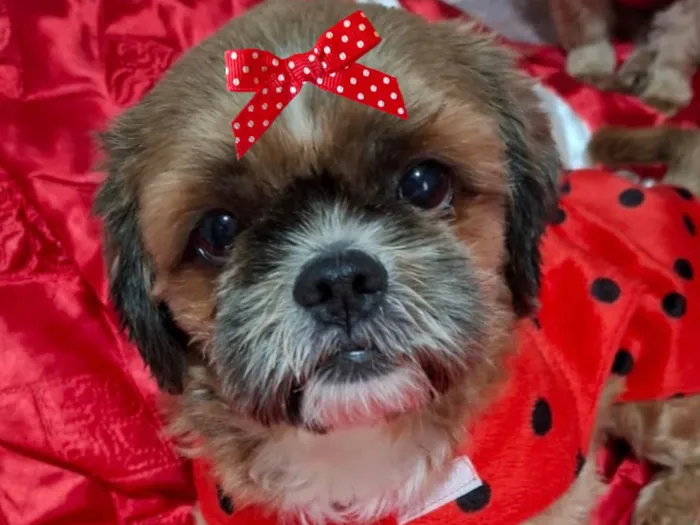Cachorro ra a Shitzu idade 2 a 6 meses nome Lili 