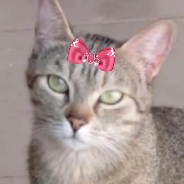 Gato ra a SRD-ViraLata idade 1 ano nome Nina 