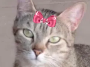 Gato raça SRD-ViraLata idade 1 ano nome Nina 