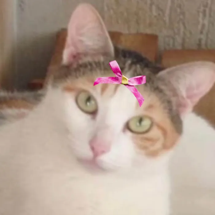 Gato ra a SRD-ViraLata idade 1 ano nome Luna 