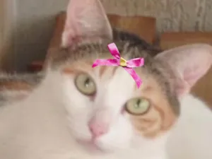 Gato raça SRD-ViraLata idade 1 ano nome Luna 