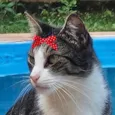 Maya 