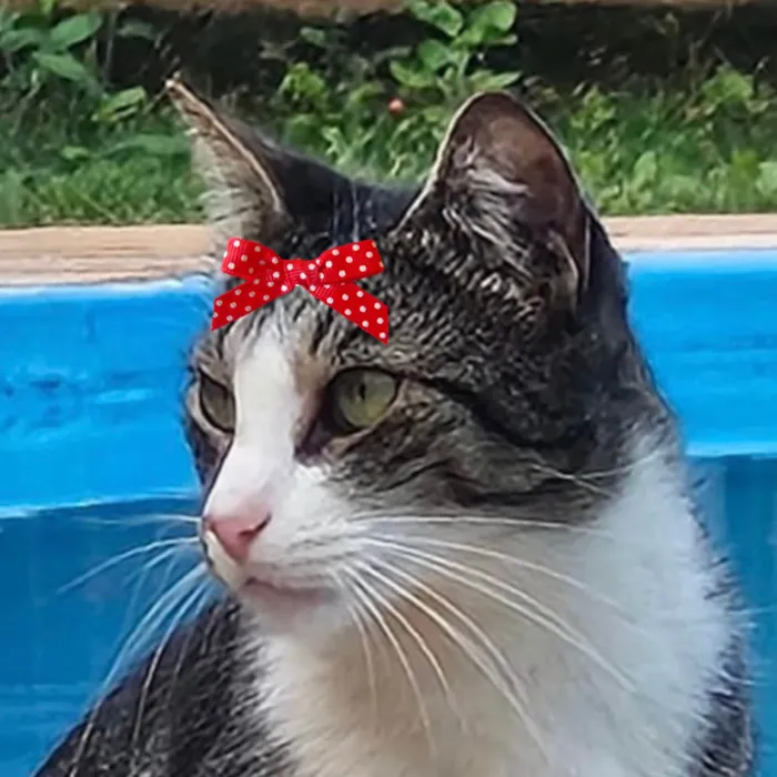 Gato ra a SRD-ViraLata idade 1 ano nome Maya 