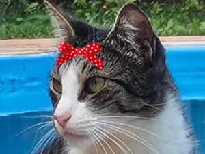 Gato raça SRD-ViraLata idade 1 ano nome Maya 