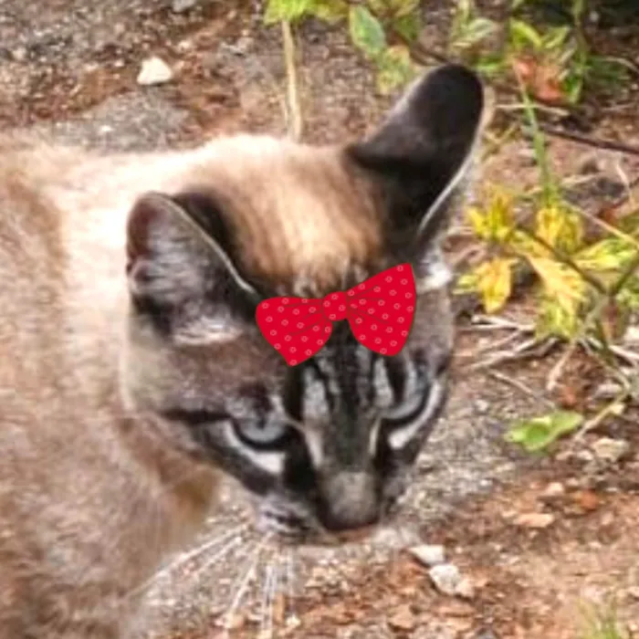 Gato ra a SRD-ViraLata idade 1 ano nome Mel 