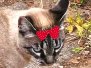 Gato raça SRD-ViraLata idade 1 ano nome Mel 