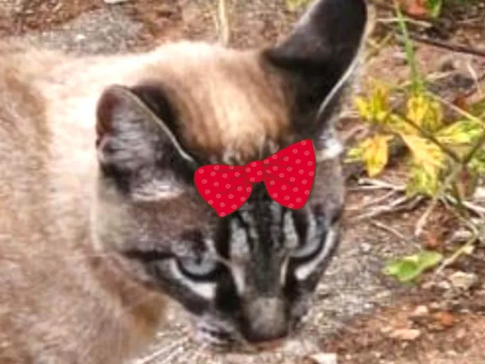Gato ra a SRD-ViraLata idade 1 ano nome Mel 