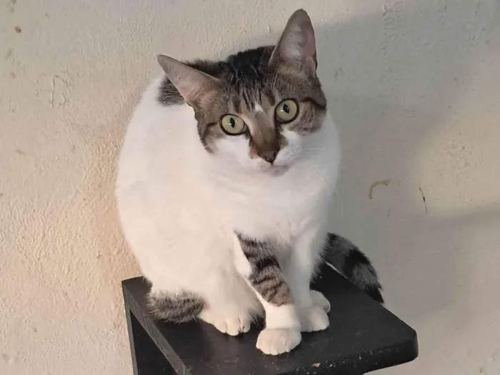 Gato ra a SRD-ViraLata idade 2 anos nome Sara