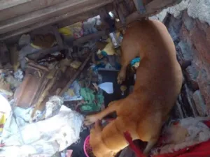 Cachorro raça SRD-ViraLata idade 3 anos nome fubá 