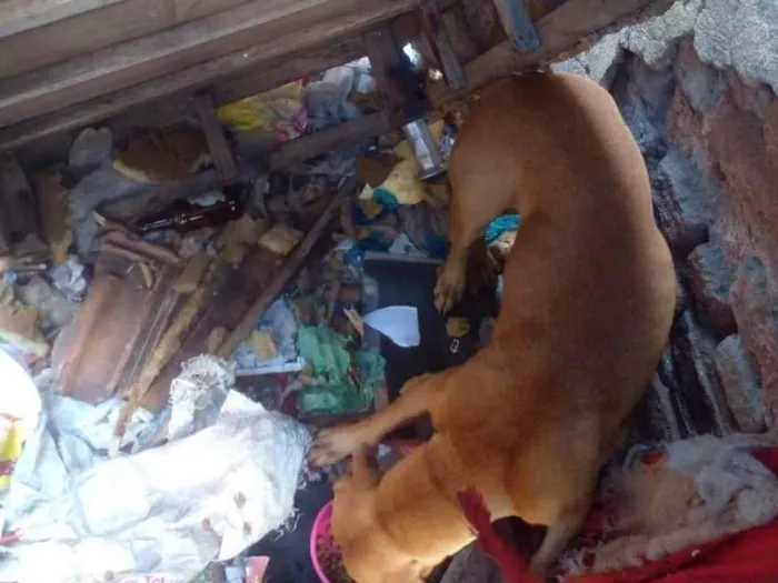 Cachorro ra a SRD-ViraLata idade 3 anos nome fubá 