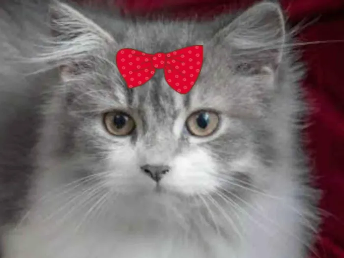 Gato ra a Angorá idade 2 a 6 meses nome Sabrina 
