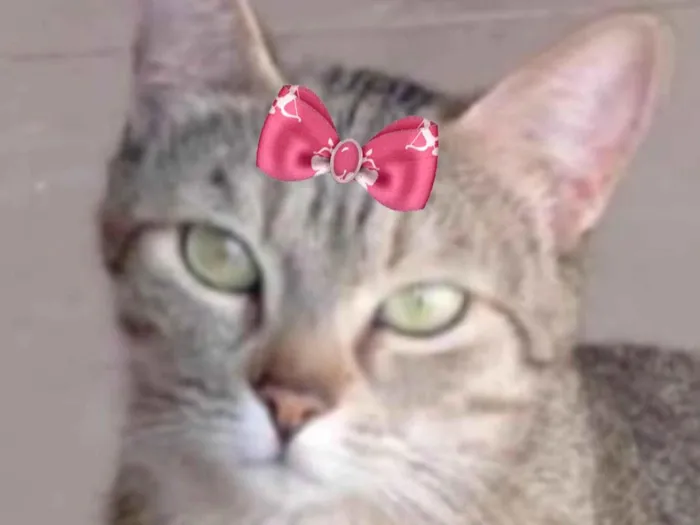 Gato ra a SRD-ViraLata idade 1 ano nome Nina 