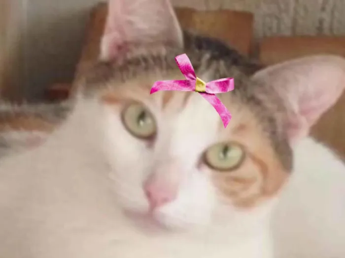 Gato ra a SRD-ViraLata idade 1 ano nome Luna 