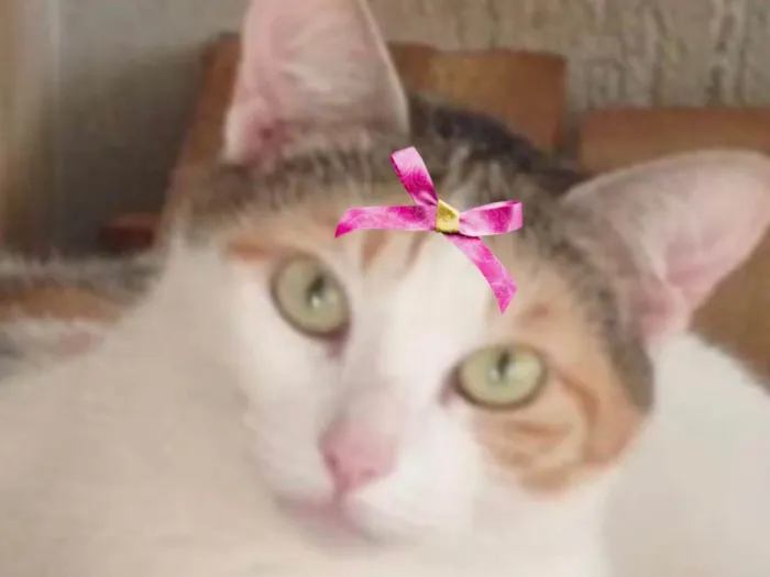 Gato ra a SRD-ViraLata idade 1 ano nome Luna 