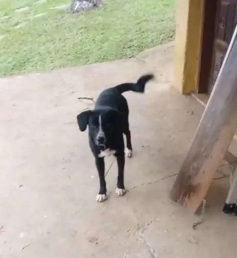 Cachorro ra a SRD-ViraLata idade 2 a 6 meses nome Falar com Marcio - Whats 11 95177-7697