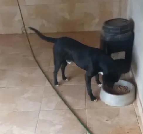 Cachorro ra a SRD-ViraLata idade 2 a 6 meses nome Falar com Marcio - Whats 11 95177-7697