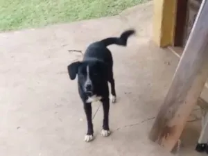 Cachorro raça SRD-ViraLata idade 2 a 6 meses nome Falar com Marcio - Whats 11 95177-7697