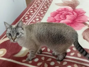 Gato raça SRD-ViraLata idade 2 a 6 meses nome  Falar com Ivete - Whats 11 94922-3509