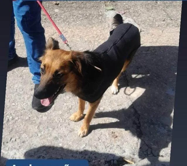 Cachorro ra a SRD-ViraLata idade 2 a 6 meses nome Falar com Maria - Whats 11 94549-4367