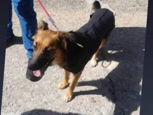 Cachorro raça SRD-ViraLata idade 2 a 6 meses nome Falar com Maria - Whats 11 94549-4367