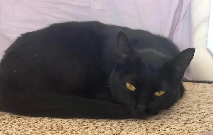 Gato ra a SRD-ViraLata idade 2 a 6 meses nome Falar com Rozilene - Whats 11 95497-5333