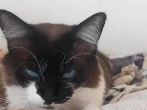 Gato raça SRD-ViraLata idade 2 a 6 meses nome Falar com Rozilene - Whats 11 95497-5333