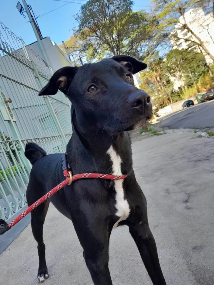 Cachorro ra a SRD-ViraLata idade 2 a 6 meses nome Falar com Ana - Whats 11 91264-6847