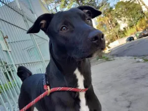 Cachorro raça SRD-ViraLata idade 2 a 6 meses nome Falar com Ana - Whats 11 91264-6847
