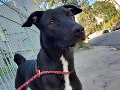 Cachorro raça SRD-ViraLata idade 2 a 6 meses nome Falar com Ana - Whats 11 91264-6847
