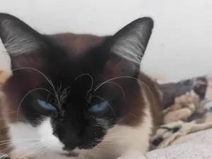 Gato raça SRD-ViraLata idade 2 a 6 meses nome Falar com Rozilene - Whats 11 95497-5333
