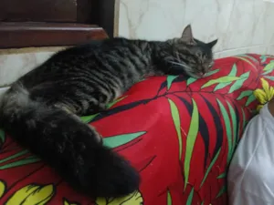 Gato raça Exótico idade 7 a 11 meses nome Cafè