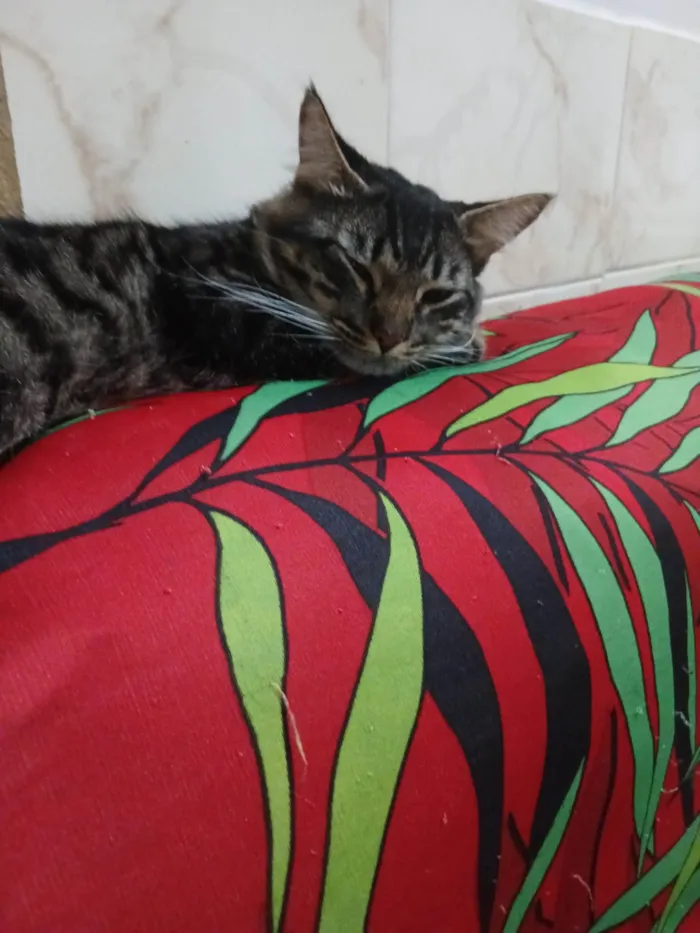 Gato ra a Exótico idade 7 a 11 meses nome Cafè