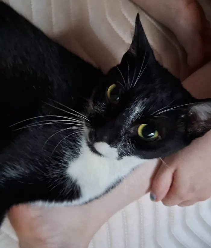 Gato ra a SRD-ViraLata idade 7 a 11 meses nome Não sei
