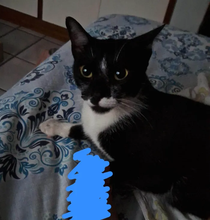 Gato ra a SRD-ViraLata idade 7 a 11 meses nome Não sei