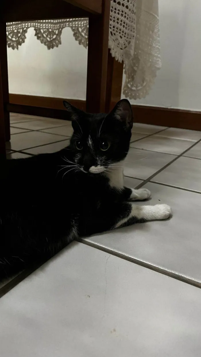 Gato ra a SRD-ViraLata idade 7 a 11 meses nome Não sei