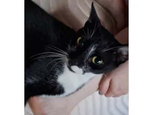 Gato raça SRD-ViraLata idade 7 a 11 meses nome Não sei