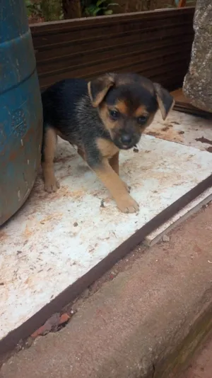 Cachorro raça SRD-ViraLata idade Abaixo de 2 meses nome filhotes 