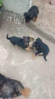 filhotes 
