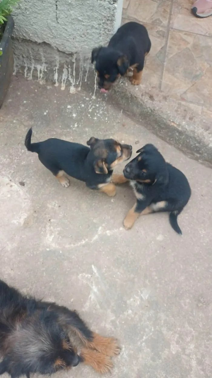 Cachorro ra a SRD-ViraLata idade 2 a 6 meses nome filhotes 