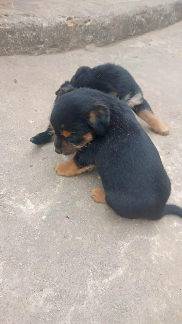 Cachorro ra a SRD-ViraLata idade 2 a 6 meses nome filhotes 