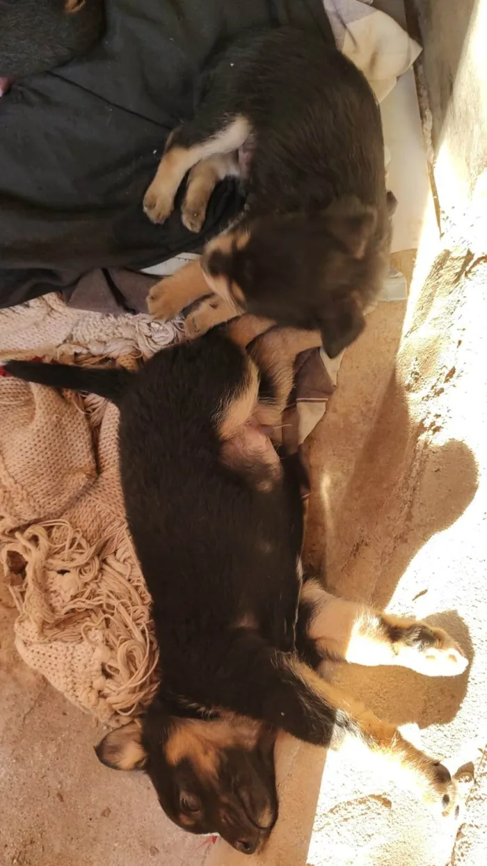 Cachorro ra a SRD-ViraLata idade 2 a 6 meses nome filhotes 