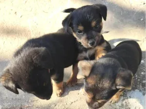 Cachorro raça SRD-ViraLata idade Abaixo de 2 meses nome filhotes 