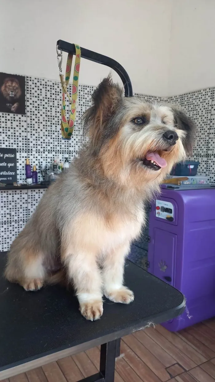 Cachorro ra a SRD-ViraLata idade 1 ano nome Majú