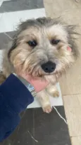 Majú