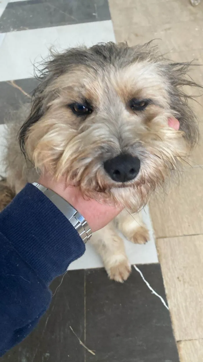Cachorro ra a SRD-ViraLata idade 1 ano nome Majú