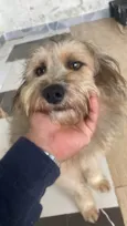 Majú