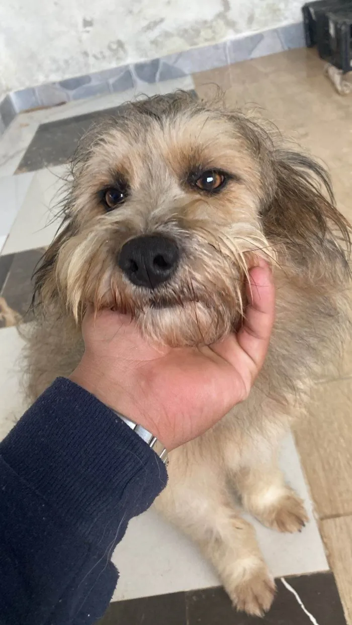 Cachorro ra a SRD-ViraLata idade 1 ano nome Majú