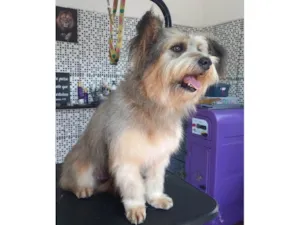 Cachorro raça SRD-ViraLata idade 1 ano nome Majú
